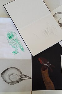 Zeichnungen Vogel