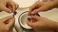 Naturfarbe herstellen Lavendel