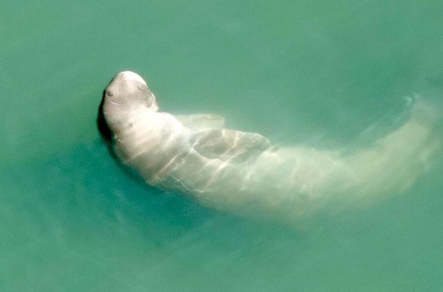 Delphin auf dem Rücken schwimmend