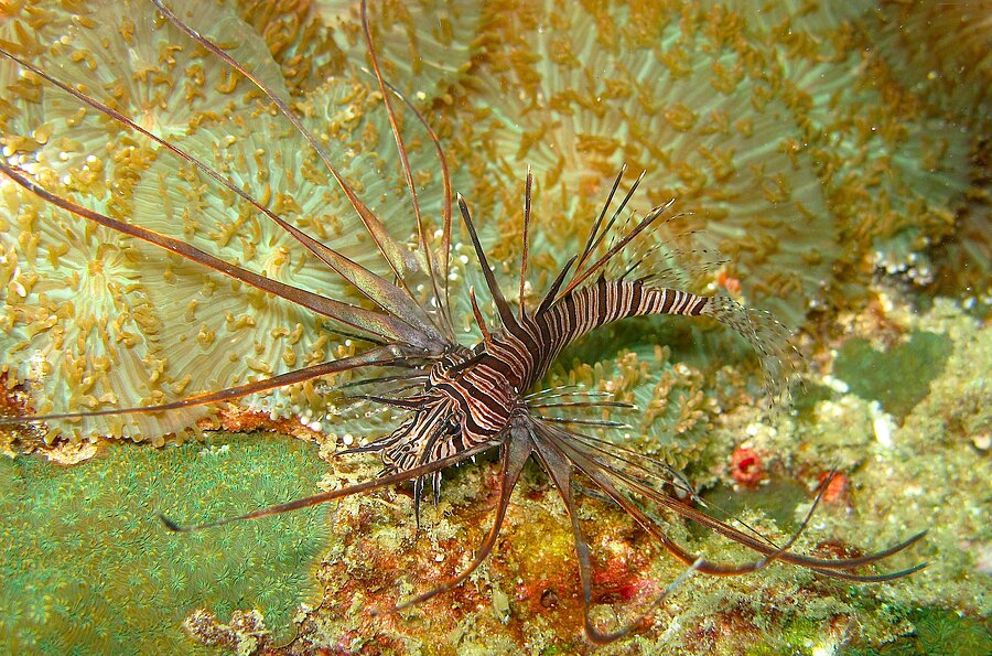 Pazifischer Rotfeuerfisch