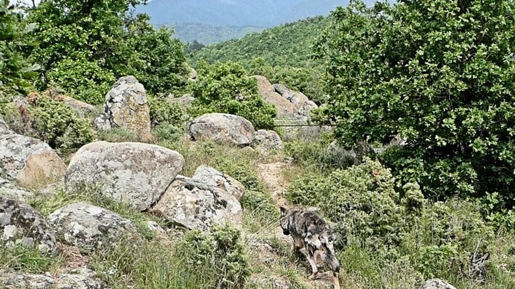 Gesteinshügel in Bulgarien