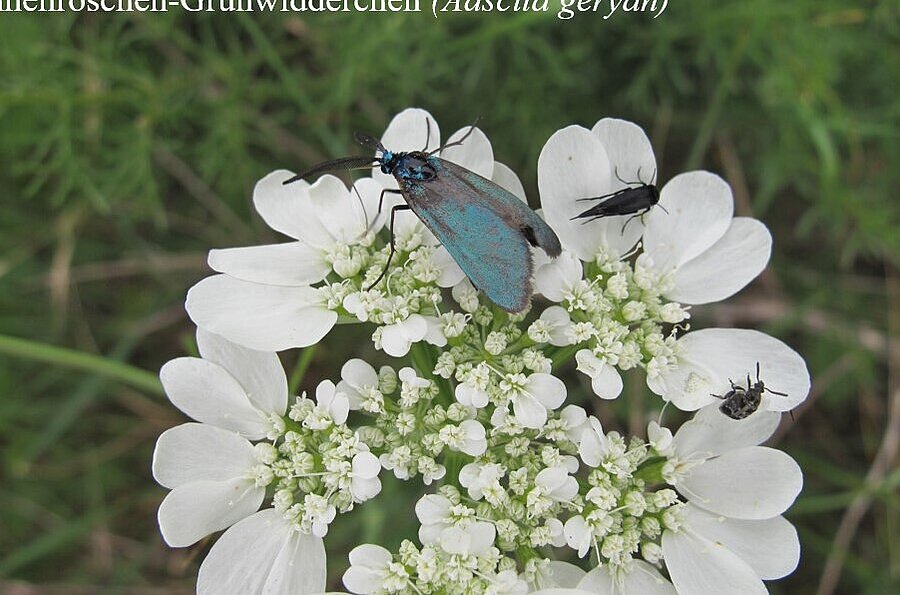 Pflanze mit weißer Blüte