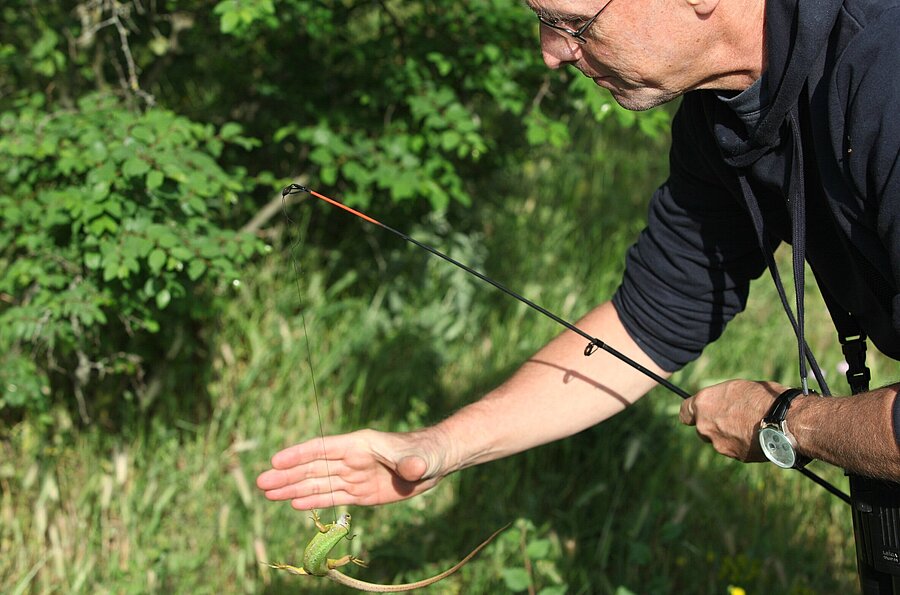 Prof. Dr. Marcus Schrenk beim Einfangen einer Echse