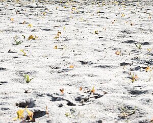 Verstreute Blätter und Disteln im Sand