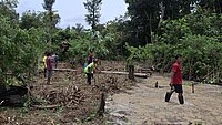 Maniokernte mit den Tikunas im kolumbianischen Amazonas