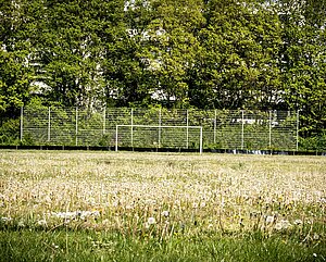 Fußballfeld mit Pusteblumen