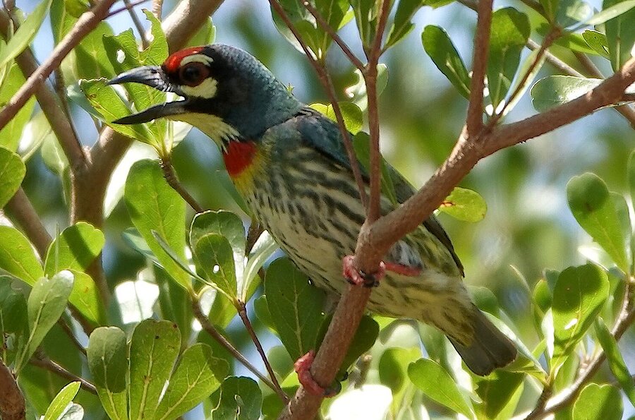 Rotscheitel Bartvogel
