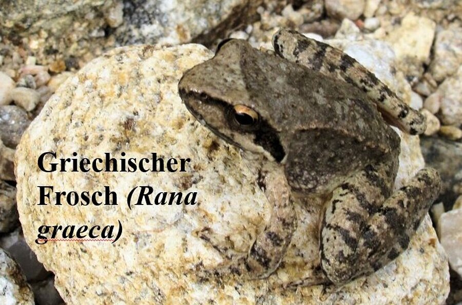 Frosch