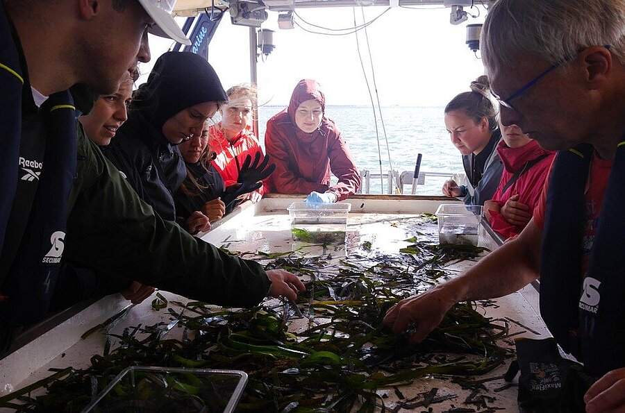 Bewohner der Seegraswiesen werden direkt auf dem Boot bestimmt.