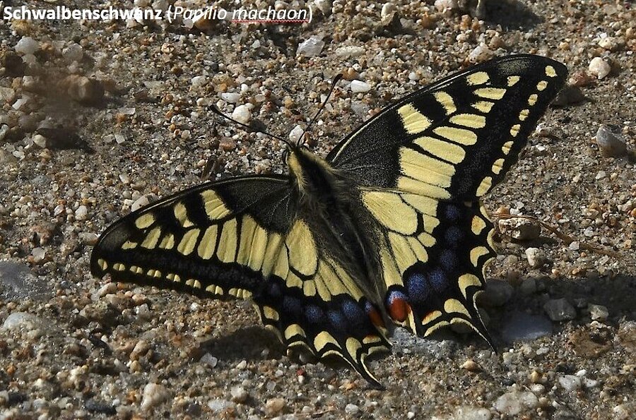 Schmetterling mit gelb schwarzen Flügeln