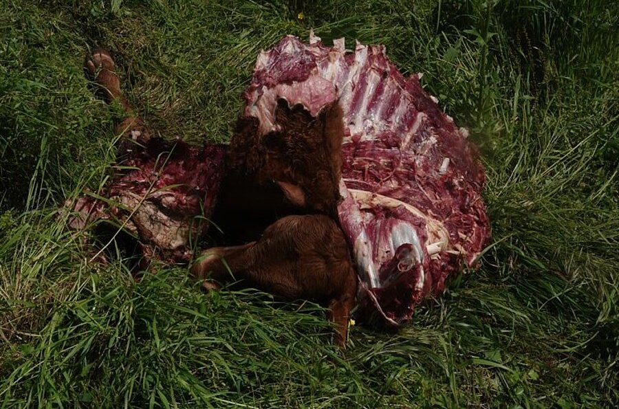 Hier erkennt man einen Kadaver