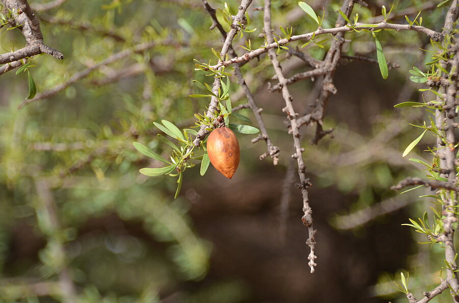 Argan-Baum