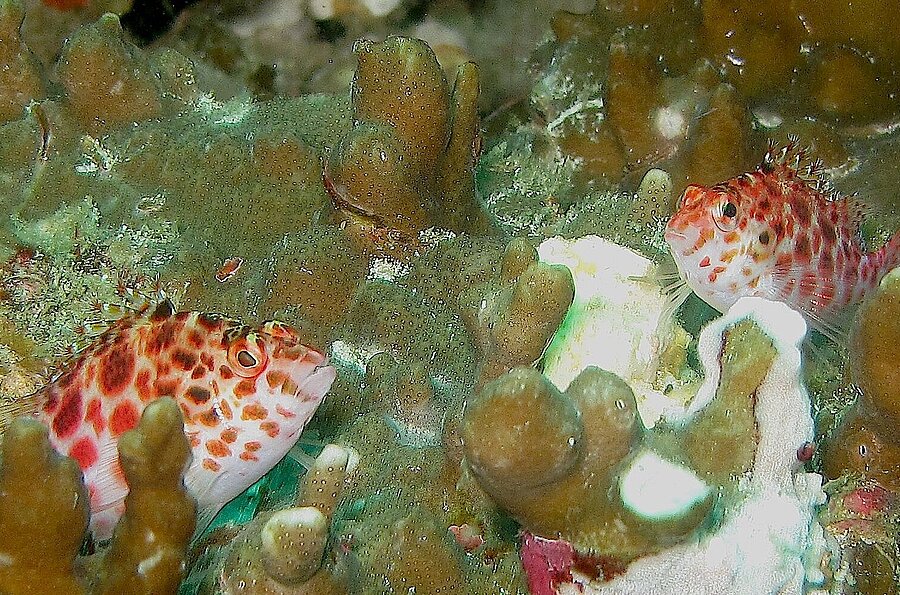 Gefleckter Büschelbarsch (Cirrhitichtys oxycephalus)