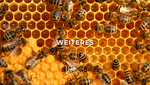 Bienen auf Honigwabe