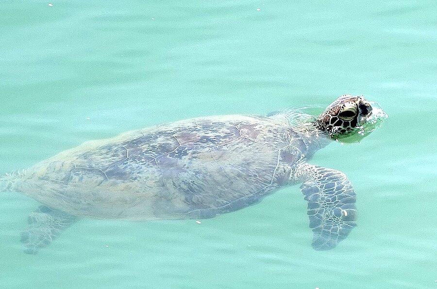 Grüne Meeresschildkröte