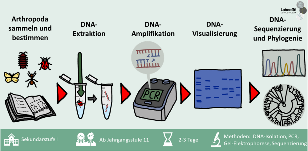 Das WolbachiaProjekt Beeinflussen bakterielle Parasiten die
