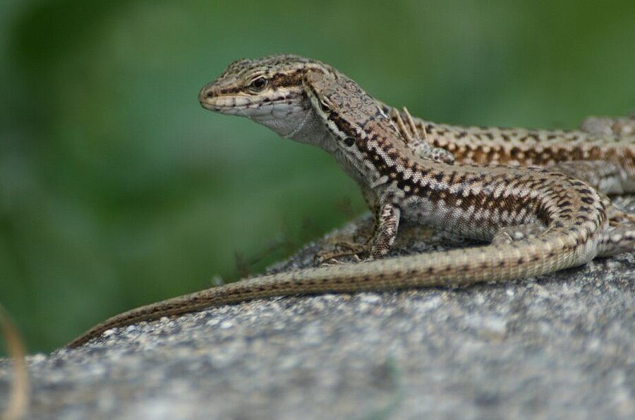 Echse mit braunen Schuppen