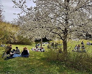 Studierende sitzend unter einem blühenden Baum auf einer Wiese des Hochschulgeländes