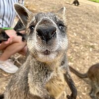 Känguru, das in die Kamera schaut. Nicole Deeg in Melbourne, Australien