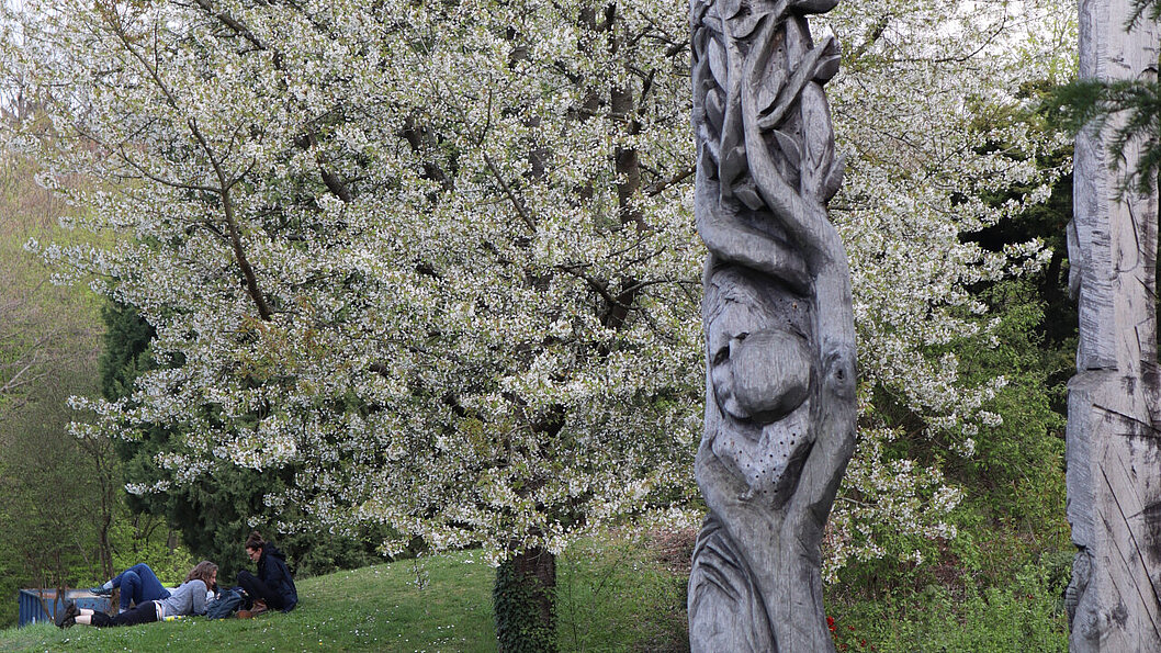 Frühling, blühender Baum mit Kunstobjekten auf dem Campus. Sitzender Student im Gras.