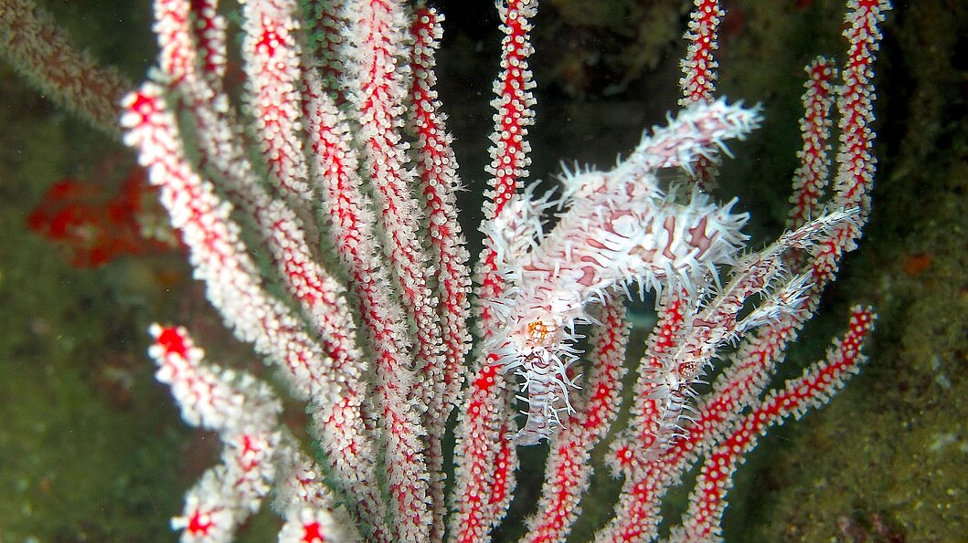 Schmuck-Geisterpfeifenfisch