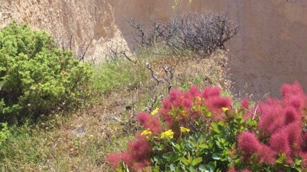 Büsche im Hügelland