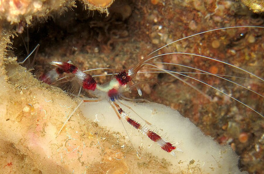 Gebänderte Scherengarnele (Stenopus hispidus)