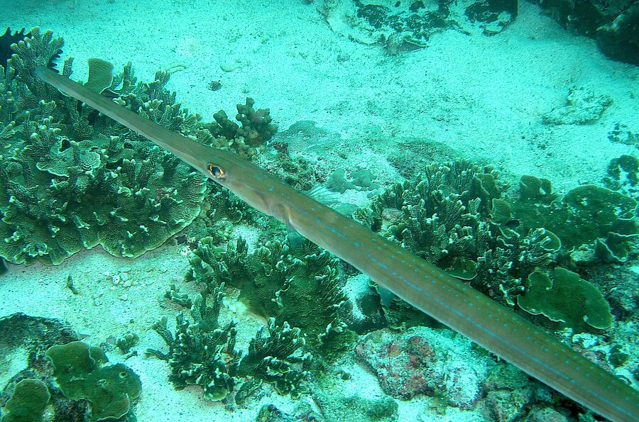 Glatter Flötenfisch (Fistularia commersonii)