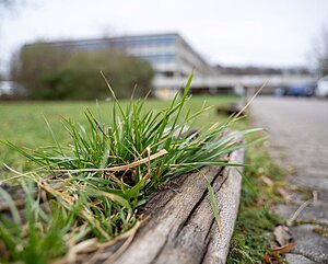 Naturaufnahme auf dem PH-Campus. Man sieht saftiges Gras, das aus einem Holzbalken herauswächst. Im Hintergrund ist das Gebäude zu erahnen.